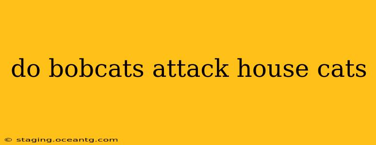 do bobcats attack house cats