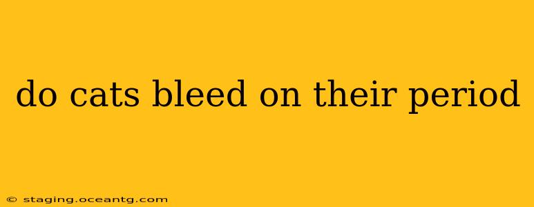 do cats bleed on their period