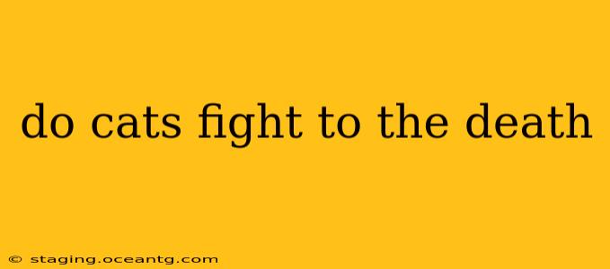 do cats fight to the death