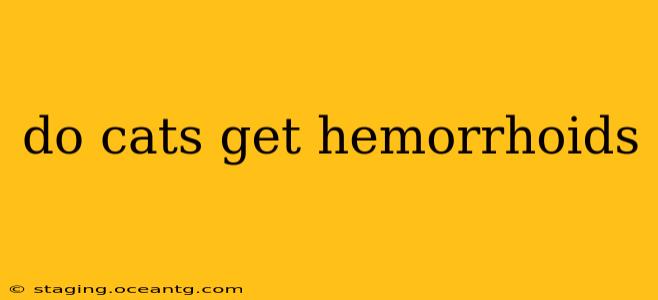 do cats get hemorrhoids