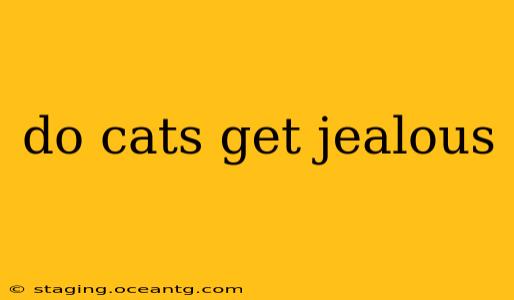 do cats get jealous