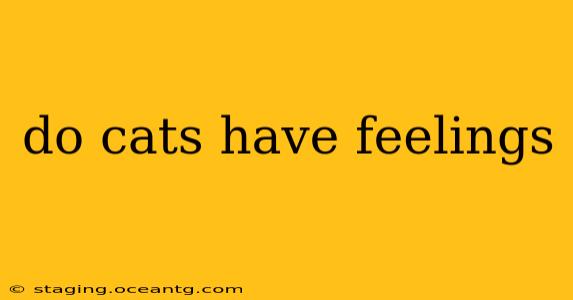 do cats have feelings