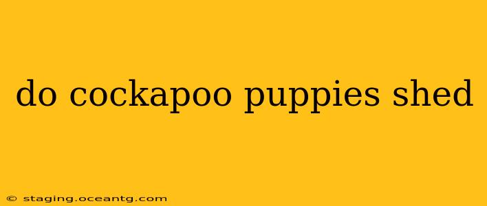 do cockapoo puppies shed