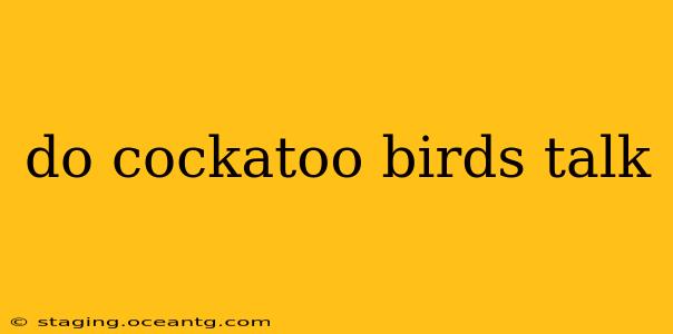 do cockatoo birds talk