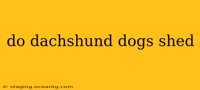 do dachshund dogs shed