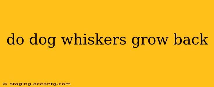 do dog whiskers grow back