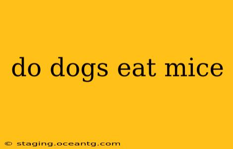 do dogs eat mice