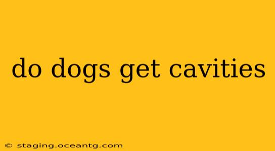 do dogs get cavities