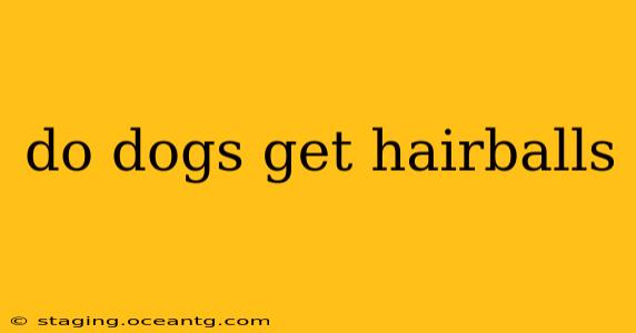 do dogs get hairballs