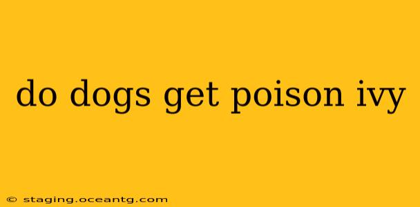 do dogs get poison ivy