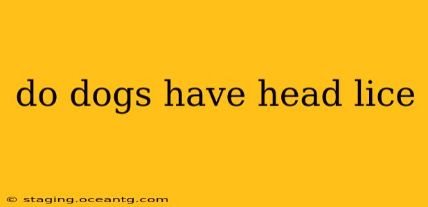 do dogs have head lice