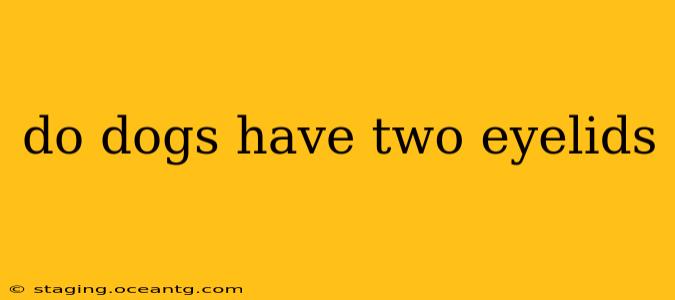 do dogs have two eyelids