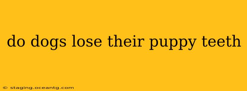 do dogs lose their puppy teeth