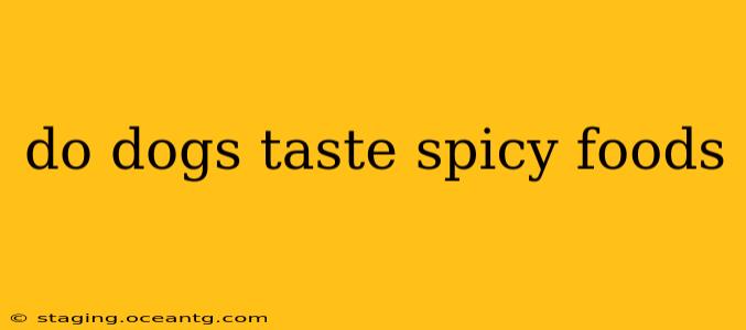 do dogs taste spicy foods