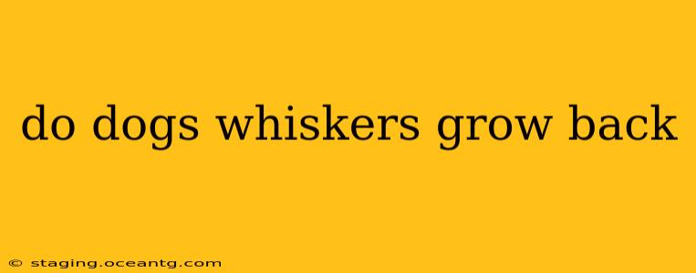 do dogs whiskers grow back