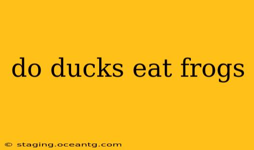 do ducks eat frogs