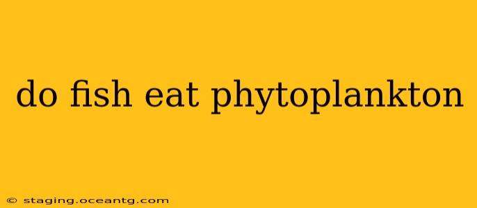 do fish eat phytoplankton