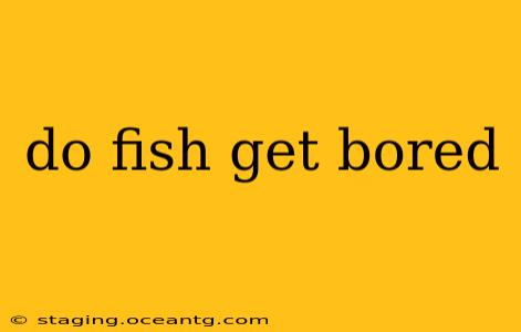 do fish get bored