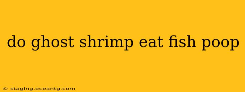 do ghost shrimp eat fish poop