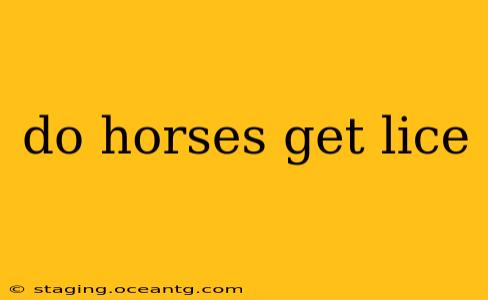 do horses get lice