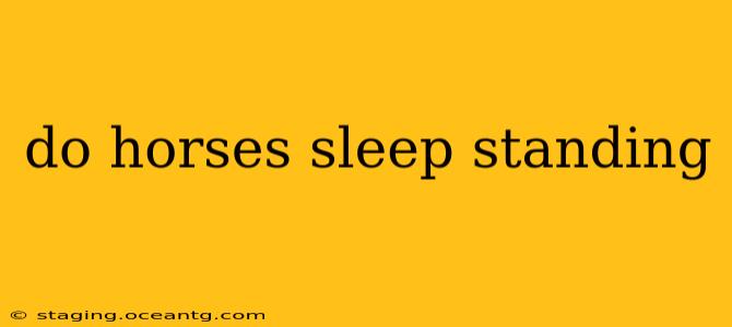 do horses sleep standing