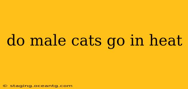 do male cats go in heat