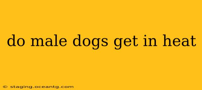 do male dogs get in heat