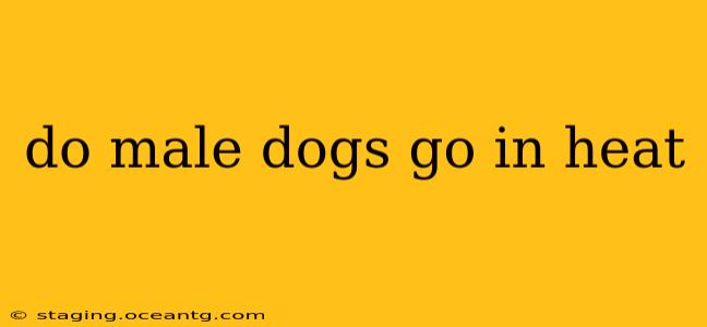 do male dogs go in heat