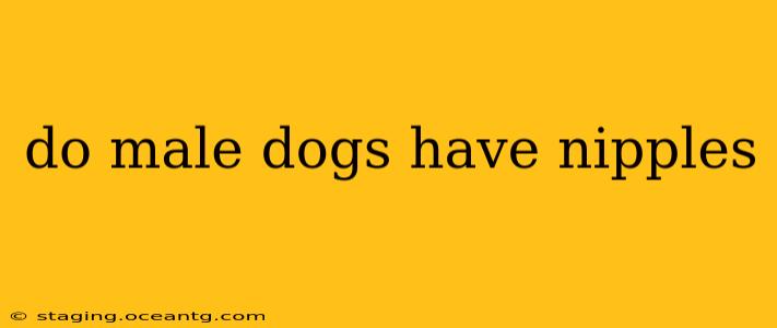 do male dogs have nipples