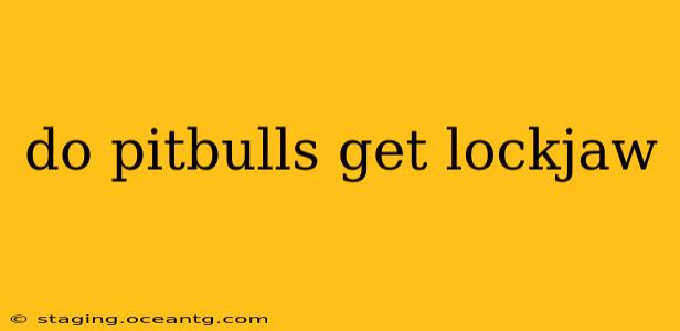 do pitbulls get lockjaw