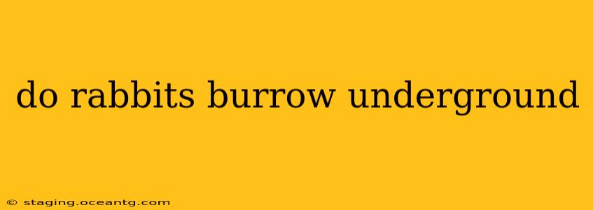 do rabbits burrow underground