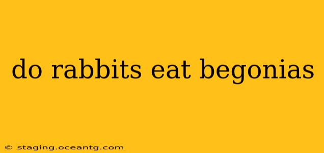 do rabbits eat begonias