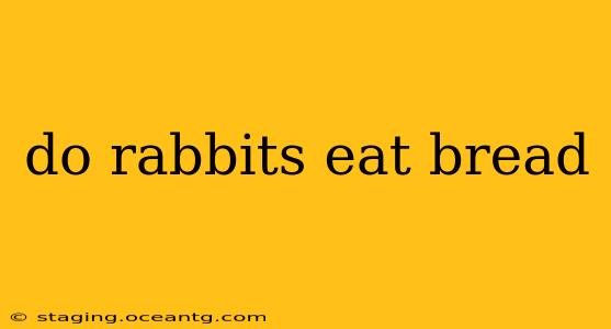 do rabbits eat bread