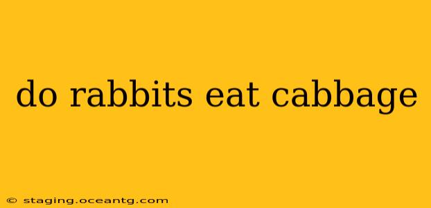 do rabbits eat cabbage