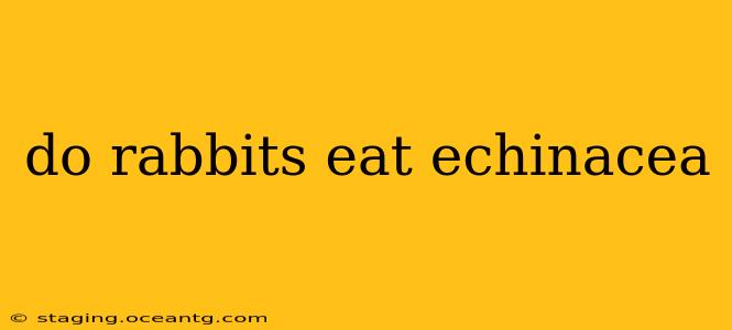do rabbits eat echinacea