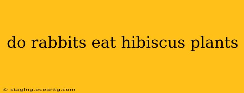 do rabbits eat hibiscus plants