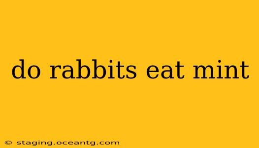 do rabbits eat mint