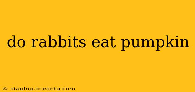 do rabbits eat pumpkin