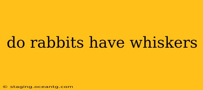 do rabbits have whiskers