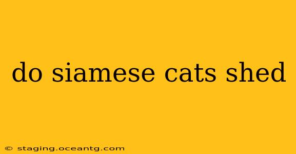 do siamese cats shed