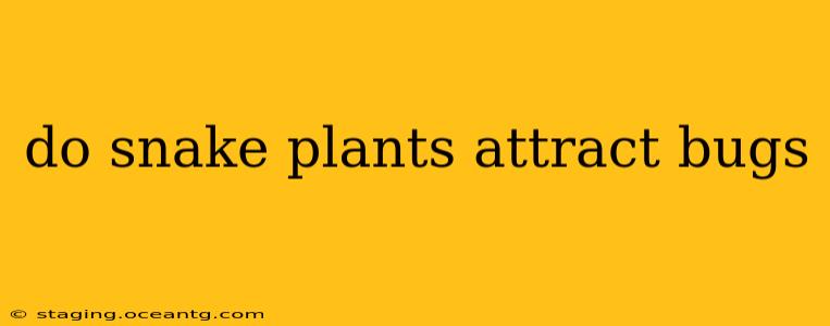 do snake plants attract bugs