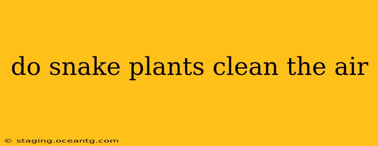 do snake plants clean the air