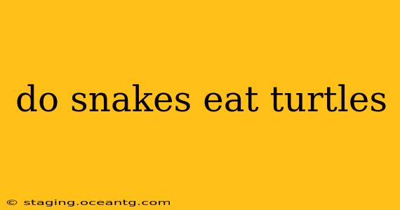 do snakes eat turtles