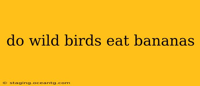 do wild birds eat bananas