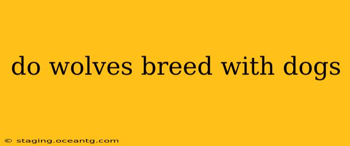 do wolves breed with dogs