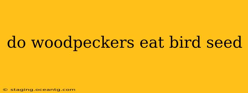 do woodpeckers eat bird seed