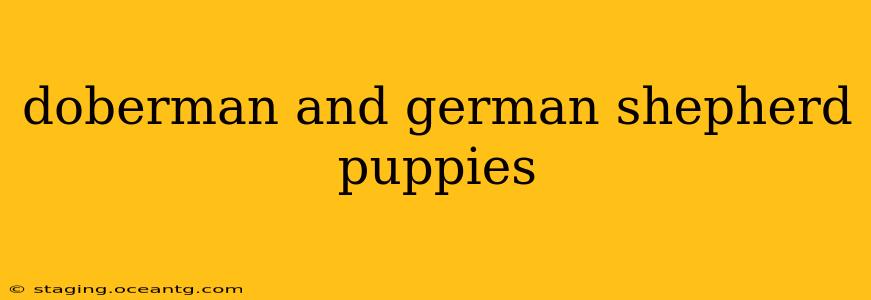 doberman and german shepherd puppies