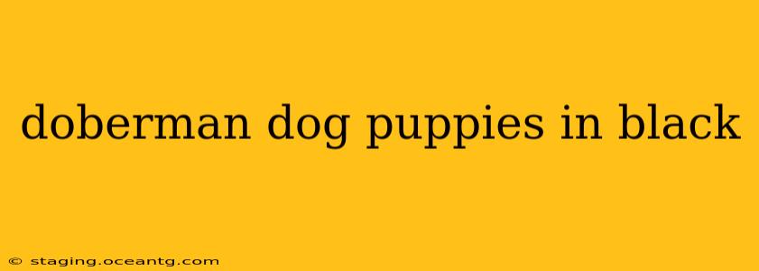 doberman dog puppies in black