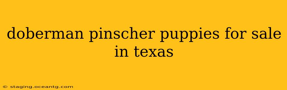 doberman pinscher puppies for sale in texas
