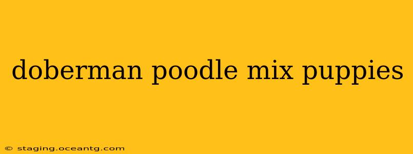 doberman poodle mix puppies